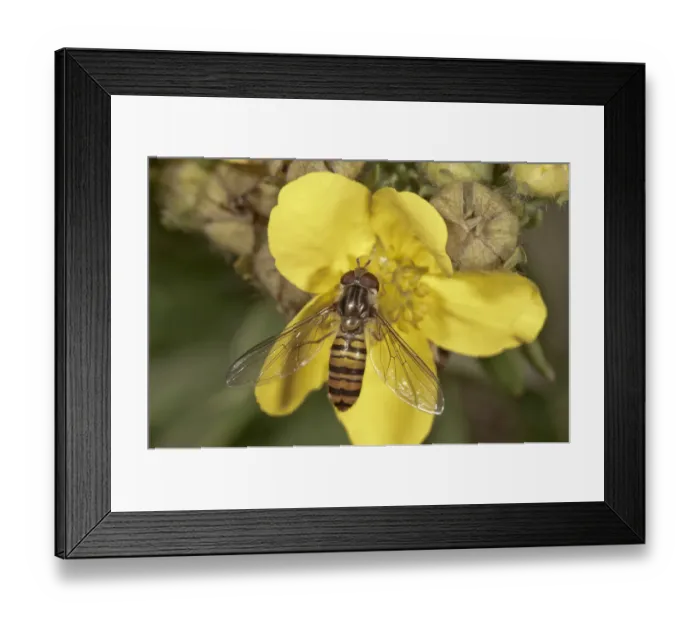 Framed Print : Marmalade Hoverfly -Episyrphus balteatus-, female, Untergroeningen, Baden-Wuerttemberg, Germany, Europe