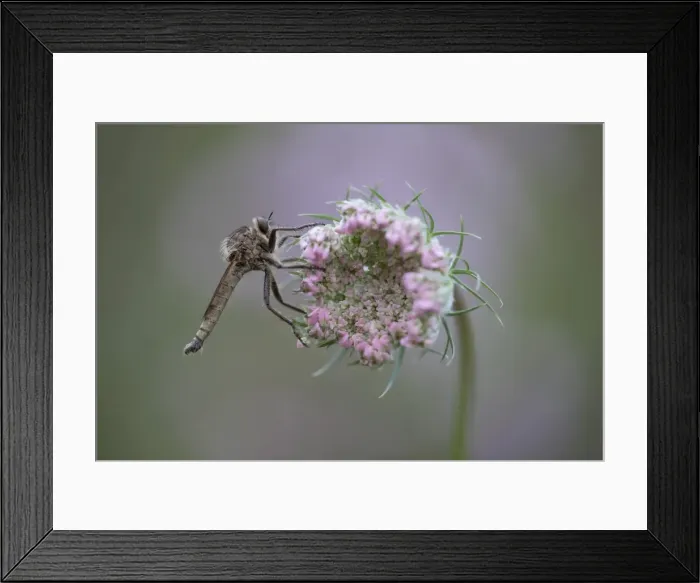 Framed Print : Robberfly -Machimus rusticus-, sitting on a flower of a wild carrot, Germany Framed Print : Robberfly -Machimus rusticus-, sitting on a flower of a wild carrot, Germany