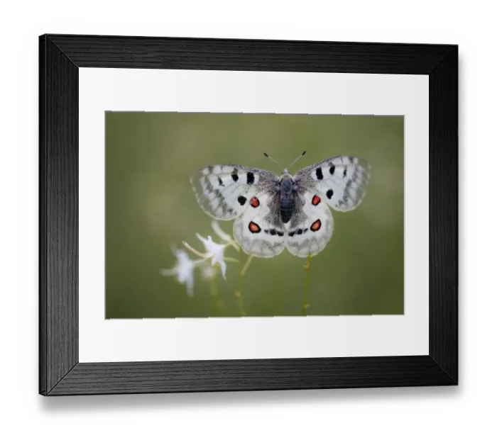Framed Print : Apollo or Mountain Apollo -Parnassius apollo- butterfly sitting on a grass lily, Germany Framed Print : Apollo or Mountain Apollo -Parnassius apollo- butterfly sitting on a grass lily, Germany