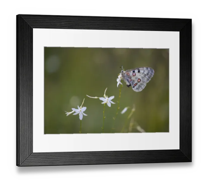 Framed Print : Apollo or Mountain Apollo -Parnassius apollo- butterfly sitting on a grass lily, Germany Framed Print : Apollo or Mountain Apollo -Parnassius apollo- butterfly sitting on a grass lily, Germany
