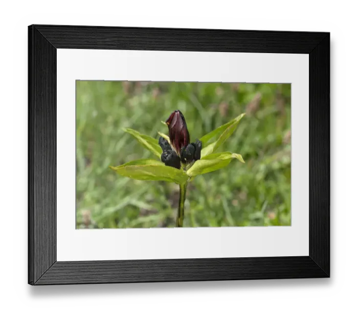 Framed Print : Purple gentian -Gentiana purpurea-, Sanetschpass, Switzerland Framed Print : Purple gentian -Gentiana purpurea-, Sanetschpass, Switzerland