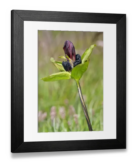 Framed Print : Purple gentian -Gentiana purpurea-, Sanetschpass, Switzerland Framed Print : Purple gentian -Gentiana purpurea-, Sanetschpass, Switzerland