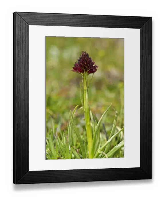 Framed Print : Black vanilla orchid -Nigritella nigra-, Sanetschpass, Switzerland Framed Print : Black vanilla orchid -Nigritella nigra-, Sanetschpass, Switzerland