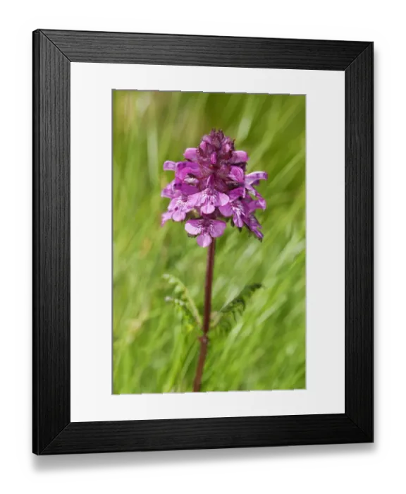 Framed Print : Verticillate lousewort -Pedicularis verticillata-, Sanetschpass, Switzerland Framed Print : Verticillate lousewort -Pedicularis verticillata-, Sanetschpass, Switzerland