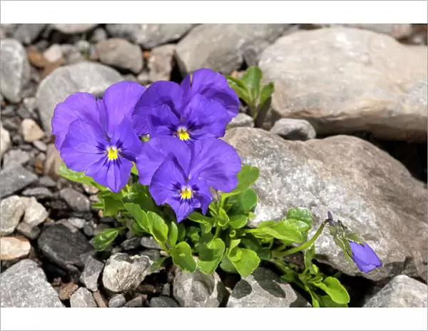 Mont-Cenis violets or pansies -Viola cenisia-, Sanetschpass, Switzerland