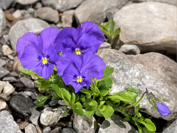 Mont-Cenis violets or pansies -Viola cenisia-, Sanetschpass, Switzerland