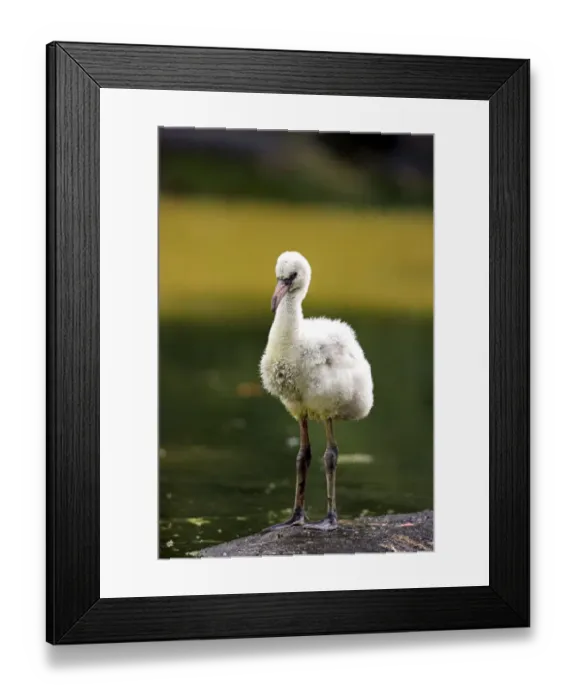 Framed Print : Red Flamingo or Cuban Flamingo -Phoenicopterus ruber ruber-, chick, native to South America, captive, Heidelberg, Baden-Wurttemberg, Germany Framed Print : Red Flamingo or Cuban Flamingo -Phoenicopterus ruber ruber-, chick, native to South America, captive, Heidelberg, Baden-Wurttemberg, Germany