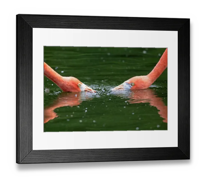 Framed Print : Red Flamingoes or Cuban Flamingoes -Phoenicopterus ruber ruber-, pair with their heads in the water, native to South America, captive, Heidelberg, Baden-Wurttemberg, Germany Framed Print : Red Flamingoes or Cuban Flamingoes -Phoenicopterus ruber ruber-, pair with their heads in the water, native to South America, captive, Heidelberg, Baden-Wurttemberg, Germany