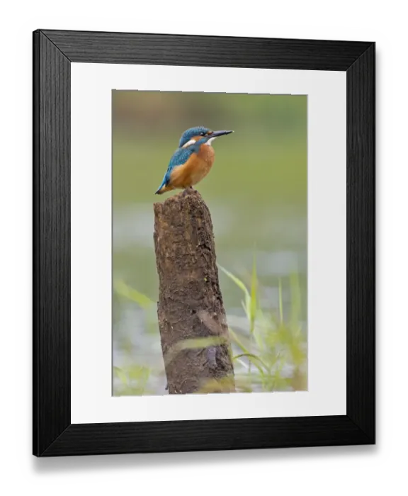 Framed Print : Kingfisher -Alcedo atthis-, young bird on perch, Middle Elbe, Saxony-Anhalt, Germany