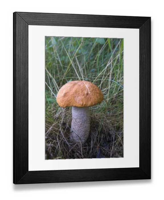 Framed Print : Red-capped Scaber Stalk -Leccinum leucopodium-, Thuringia, Germany
