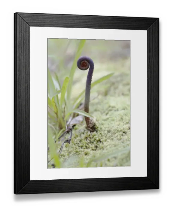 Framed Print : Old world forked fern, uluhe fern -Dicranopteris linearis-, frond, a native plant in Hawaii with purple rhizome, Hawaii Volcanoes National Park, Big Island, Hawaii, USA Framed Print : Old world forked fern, uluhe fern -Dicranopteris linearis-, frond, a native plant in Hawaii with purple rhizome, Hawaii Volcanoes National Park, Big Island, Hawaii, USA