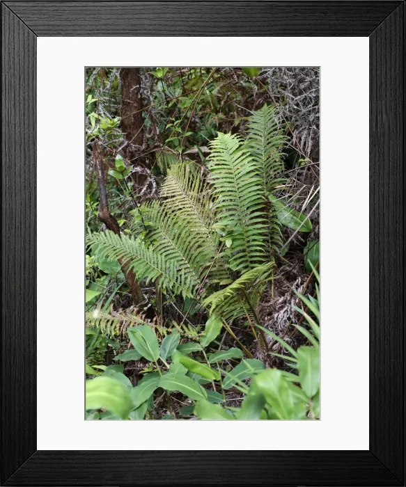 Framed Print : Wawaeʻiole -Huperzia nutans-, a species of club moss, endemic species, Big Island, Hawaii, USA Framed Print : Wawaeʻiole -Huperzia nutans-, a species of club moss, endemic species, Big Island, Hawaii, USA