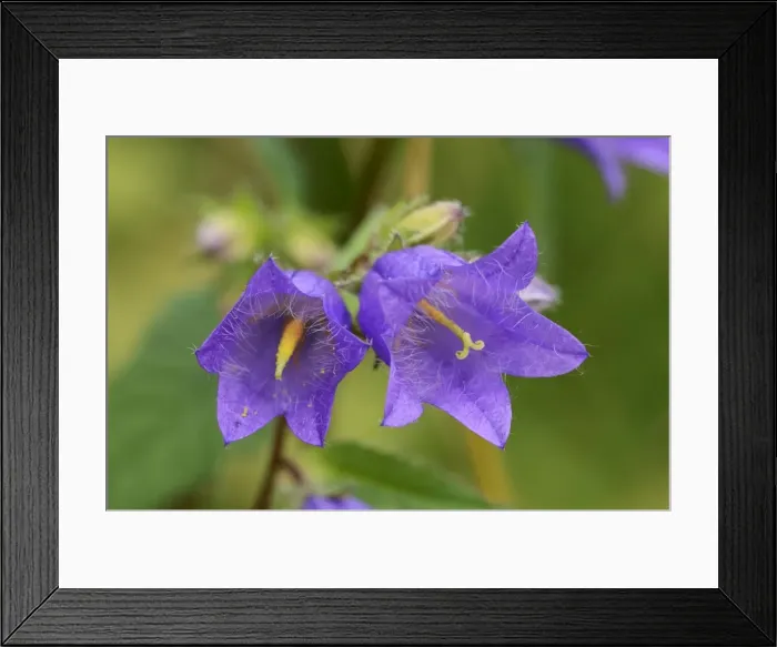 Framed Print : Bearded bellflower -Campanula barbata-, Menzingen, Switzerland, Europe Framed Print : Bearded bellflower -Campanula barbata-, Menzingen, Switzerland, Europe