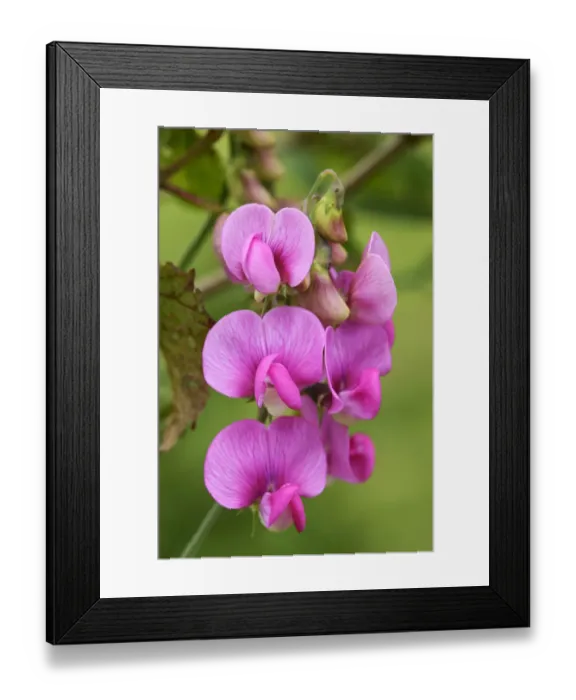 Framed Print : Tuberous Pea -Lathyrus tuberosus-, Zug, Switzerland, Europe Framed Print : Tuberous Pea -Lathyrus tuberosus-, Zug, Switzerland, Europe
