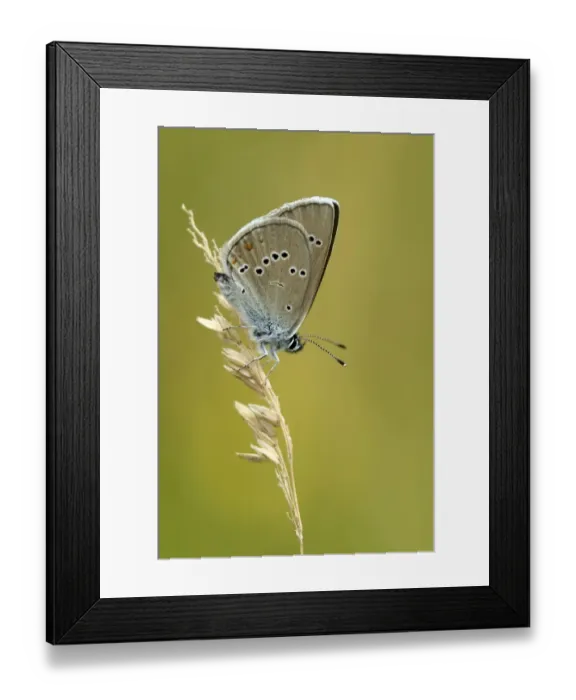 Framed Print : Mazarine Blue -Polyommatus semiargus- on a blade of grass, Zug, Switzerland, Europe Framed Print : Mazarine Blue -Polyommatus semiargus- on a blade of grass, Zug, Switzerland, Europe