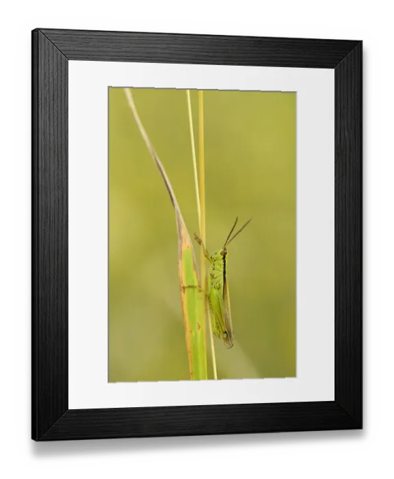Framed Print : Green grasshopper -Mecostethus parapleurus-, Zug, Switzerland, Europe Framed Print : Green grasshopper -Mecostethus parapleurus-, Zug, Switzerland, Europe