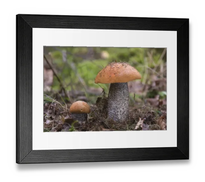 Framed Print : Orange Birch Bolete -Leccinum versipelle-, Thuringia, Germany Framed Print : Orange Birch Bolete -Leccinum versipelle-, Thuringia, Germany