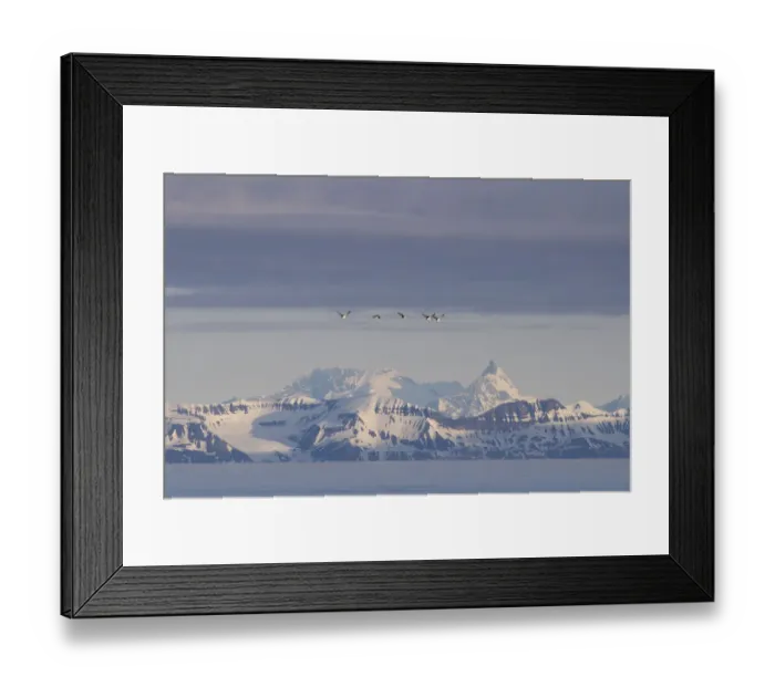 Framed Print : Guillemots or Murres -Uria- flying in front of the mountains of the east coast of Spitsbergen, Spitsbergen Island, Svalbard Archipelago, Svalbard and Jan Mayen, Norway Framed Print : Guillemots or Murres -Uria- flying in front of the mountains of the east coast of Spitsbergen, Spitsbergen Island, Svalbard Archipelago, Svalbard and Jan Mayen, Norway