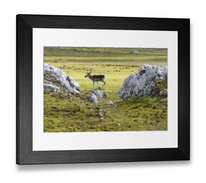 Framed Print : Svalbard Reindeer -Rangifer tarandus platyrhynchus-, Spitsbergen Island, Svalbard Archipelago, Svalbard and Jan Mayen, Norway