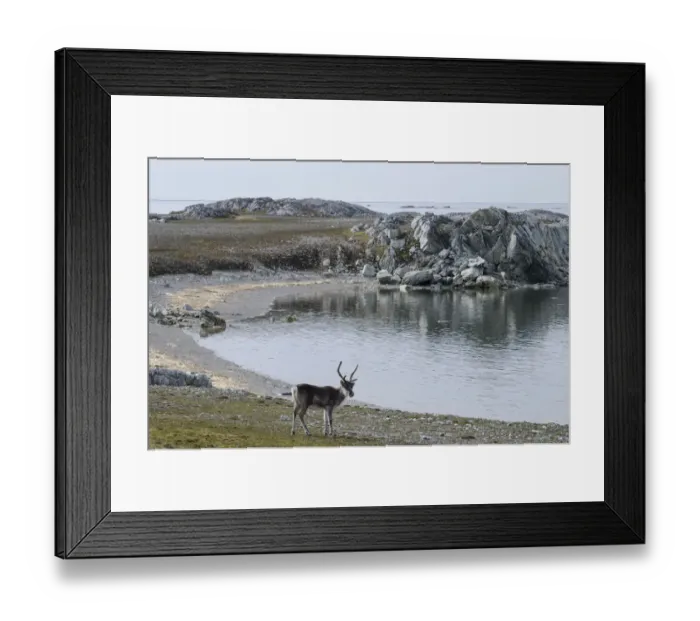 Framed Print : Svalbard Reindeer -Rangifer tarandus platyrhynchus-, near Hyttevika, Spitsbergen Island, Svalbard Archipelago, Svalbard and Jan Mayen, Norway