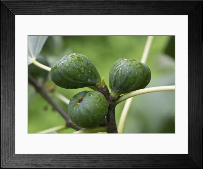 Framed Print : Common fig -Ficus carica- Framed Print : Common fig -Ficus carica-