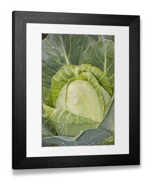 Framed Print : White cabbage -Brassica oleracea convar. capitata var. alba-, organic vegetables