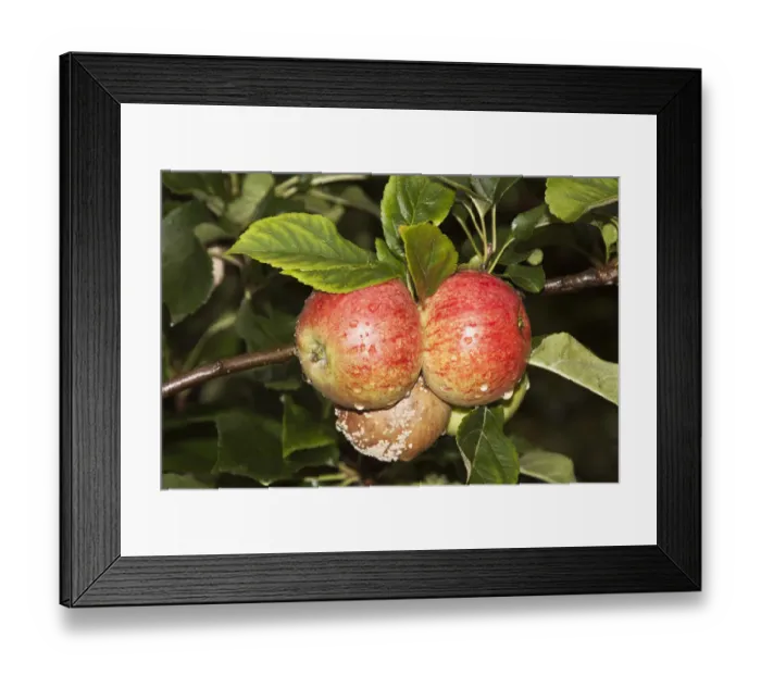 Framed Print : Organic apples, mould, rot, crop failure Framed Print : Organic apples, mould, rot, crop failure