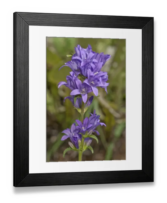 Framed Print : Clustered bellflower or Danes blood -Campanula glomerata-, inflorescence, Neresheim, Baden-Wuerttemberg, Germany, Europe Framed Print : Clustered bellflower or Danes blood -Campanula glomerata-, inflorescence, Neresheim, Baden-Wuerttemberg, Germany, Europe