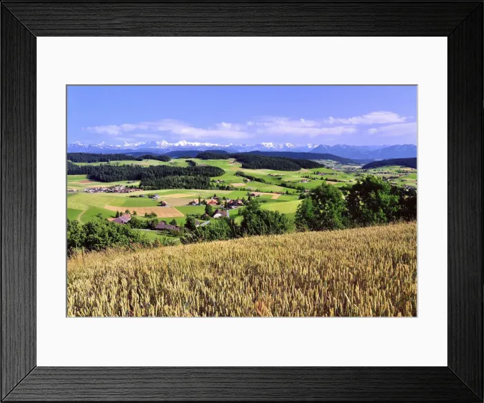 Framed Print : View of the Emmental, cornfield in front, behind the Bernese Alps with Mt. Schreckhorn, Finstaarhorn, Eiger, Monch, Jungfrau, Bluemlisalp, Doldenhorn, Niesen, Canton of Bern, Switzerland Framed Print : View of the Emmental, cornfield in front, behind the Bernese Alps with Mt. Schreckhorn, Finstaarhorn, Eiger, Monch, Jungfrau, Bluemlisalp, Doldenhorn, Niesen, Canton of Bern, Switzerland