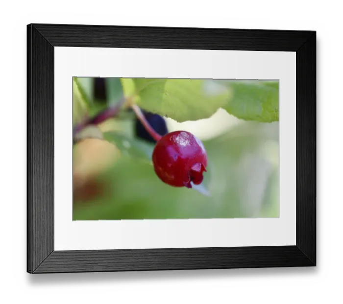 Framed Print : Ohelo tree or Ohelo Kau La au -Vaccinium calycinum-, Big Island, Hawaii, USA