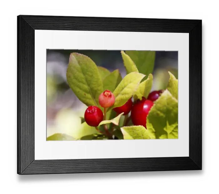Framed Print : Ohelo tree or Ohelo Kau La au -Vaccinium calycinum-, Big Island, Hawaii, USA Framed Print : Ohelo tree or Ohelo Kau La au -Vaccinium calycinum-, Big Island, Hawaii, USA