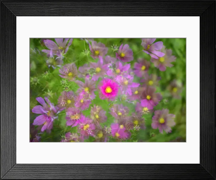 Framed Print : Mexican Aster -Cosmos bipinnatus-, Stuttgart, Baden-Wuerttemberg, Germany, Europe