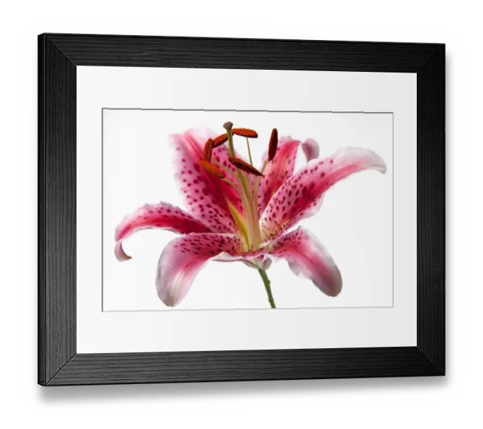 Framed Print : Lily flower Framed Print : Lily flower