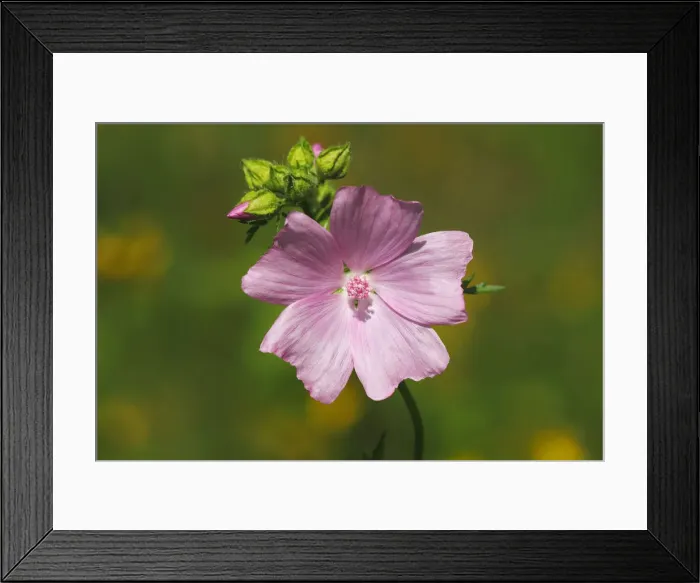 Framed Print : Flowering Musk-Mallow -Malva moschata-, medicinal plant Framed Print : Flowering Musk-Mallow -Malva moschata-, medicinal plant