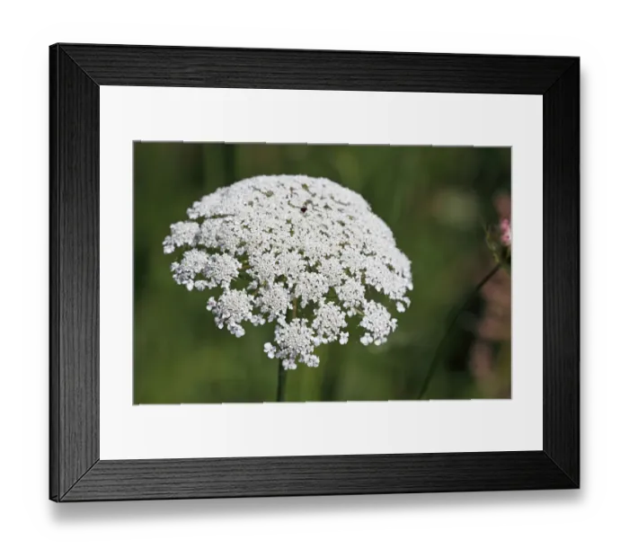Framed Print : Flowering Wild Carrot -Daucus carota ssp. carota-, umbel flower head, inflorescence Framed Print : Flowering Wild Carrot -Daucus carota ssp. carota-, umbel flower head, inflorescence