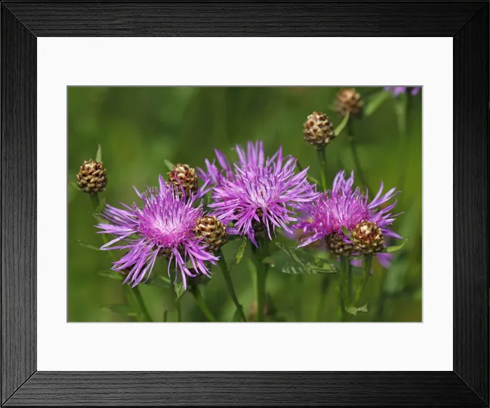Framed Print : Flowering Brown Knapweed or Brownray Knapweed -Centaurea jacea- Framed Print : Flowering Brown Knapweed or Brownray Knapweed -Centaurea jacea-