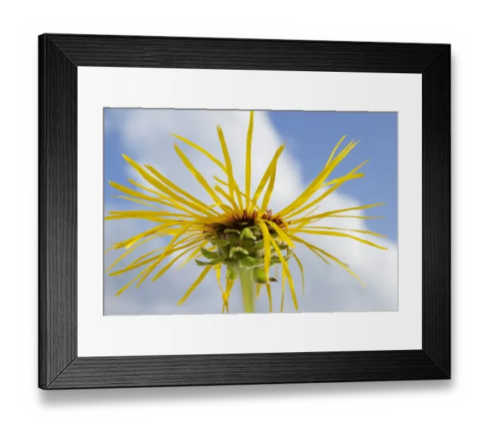 Framed Print : Elecampane or Horse-heal -Inula helenium- Framed Print : Elecampane or Horse-heal -Inula helenium-