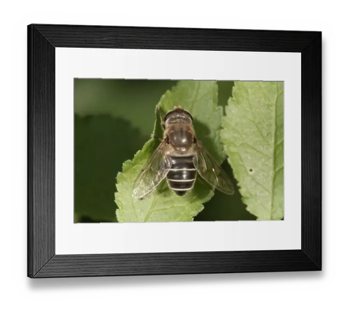 Framed Print : Dronefly -Eristalis tenax-, female sunbathing, Untergroeningen, Baden-Wuerttemberg, Germany, Europe Framed Print : Dronefly -Eristalis tenax-, female sunbathing, Untergroeningen, Baden-Wuerttemberg, Germany, Europe