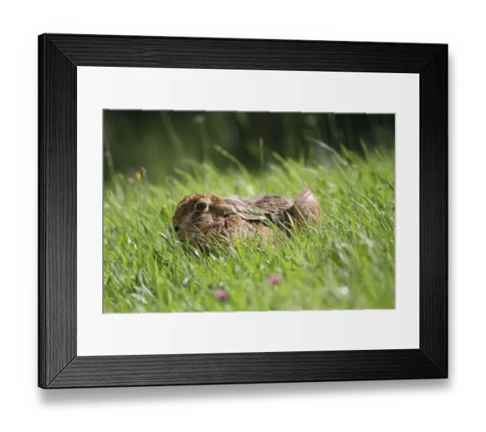 Framed Print : Hare -Lepus europaeus- on a summer meadow, Allgaeu, Bavaria, Germany, Europe Framed Print : Hare -Lepus europaeus- on a summer meadow, Allgaeu, Bavaria, Germany, Europe