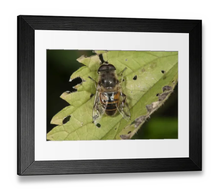 Framed Print : European Hoverfly or Drone Fly -Eristalis tenax-, male, Untergroeningen, Baden-Wuerttemberg, Germany, Europe