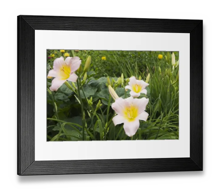 Framed Print : Pink and yellow daylilies -Hemerocallis-, flowers, Quebec Province, Canada Framed Print : Pink and yellow daylilies -Hemerocallis-, flowers, Quebec Province, Canada