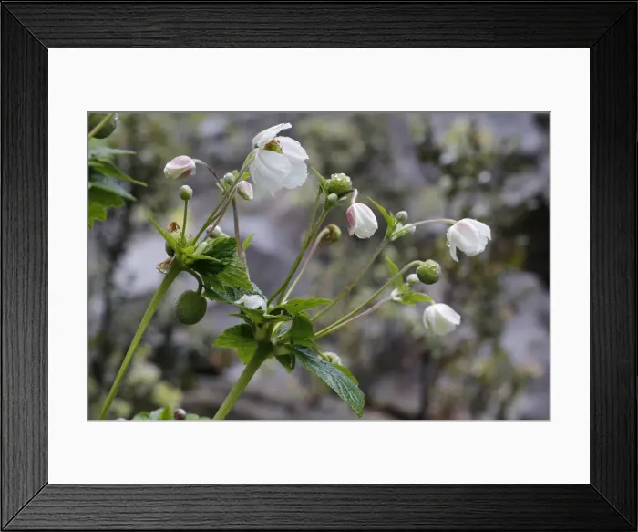 Framed Print : Chinese or Japanese anemone -Anemone hupehensis-, invasive plant in Hawaii, Big Island, United States Framed Print : Chinese or Japanese anemone -Anemone hupehensis-, invasive plant in Hawaii, Big Island, United States