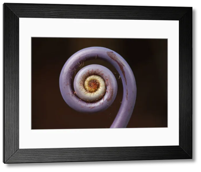 Framed Print : Old world forked fern -Dicranopteris linearis-, a fern frond unfurling, Big Island, Hawaii, USA Framed Print : Old world forked fern -Dicranopteris linearis-, a fern frond unfurling, Big Island, Hawaii, USA