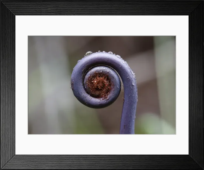 Framed Print : Old world forked fern -Dicranopteris linearis-, a fern frond unfurling, Big Island, Hawaii, USA Framed Print : Old world forked fern -Dicranopteris linearis-, a fern frond unfurling, Big Island, Hawaii, USA