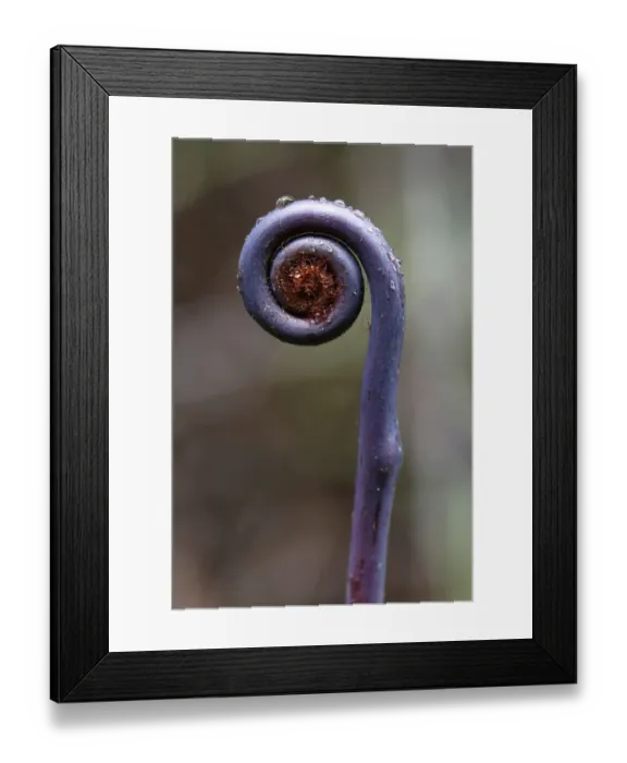 Framed Print : Old world forked fern -Dicranopteris linearis-, a fern frond unfurling, Big Island, Hawaii, USA Framed Print : Old world forked fern -Dicranopteris linearis-, a fern frond unfurling, Big Island, Hawaii, USA