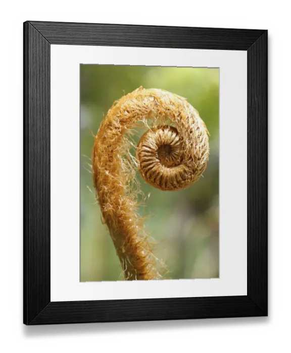 Framed Print : Hapu u pulu fern -Cibotium glaucum-, a fern frond unfurling, Kilauea, Big Island, Hawaii, USA Framed Print : Hapu u pulu fern -Cibotium glaucum-, a fern frond unfurling, Kilauea, Big Island, Hawaii, USA