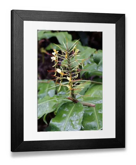 Framed Print : Kahili ginger, ginger lily -Hedychium gardnerianum-, blossom, invasive species, Hawaii Volcanoes National Park, Hawaii, USA Framed Print : Kahili ginger, ginger lily -Hedychium gardnerianum-, blossom, invasive species, Hawaii Volcanoes National Park, Hawaii, USA
