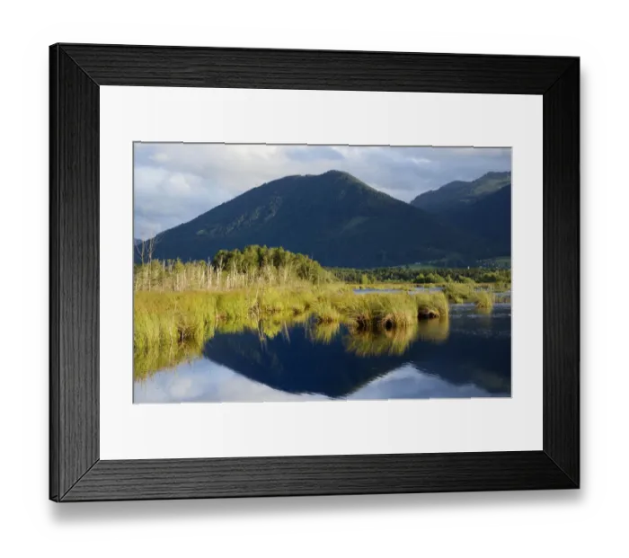 Framed Print : Reflections in a bog, glacial Stammbecken Moor in the alpine uplands, former Nicklheim peat works, Rosenheim, Bavaria, Germany, Europe Framed Print : Reflections in a bog, glacial Stammbecken Moor in the alpine uplands, former Nicklheim peat works, Rosenheim, Bavaria, Germany, Europe