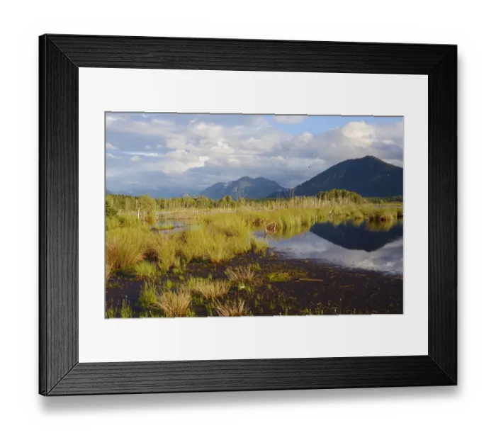 Framed Print : Bog in the alpine uplands, glacial Stammbecken Moor, former Nicklheim peat works, Rosenheim, Bavaria, Germany, Europe