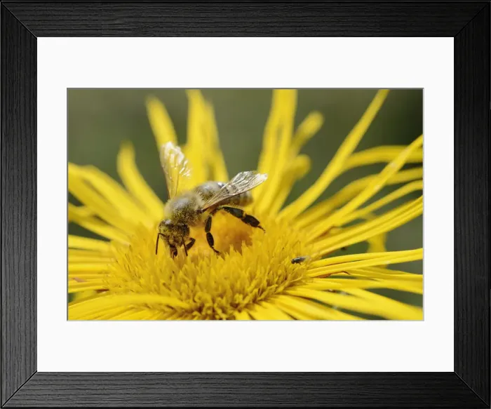 Framed Print : Honey bee -Apis mellifera- collecting nectar on flower of Elecampane or Horse-heal -Inula helenium- Framed Print : Honey bee -Apis mellifera- collecting nectar on flower of Elecampane or Horse-heal -Inula helenium-